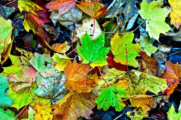 Groupe de fond feuilles d'automne orange. Extérieur — Photo