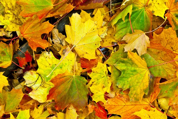 Grupo de fondo hojas de color naranja otoño. Exterior — Foto de Stock