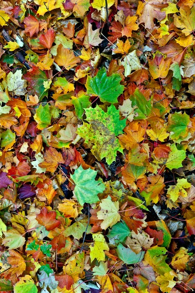 Hintergrund Gruppe herbstliche orangefarbene Blätter. Draußen — Stockfoto