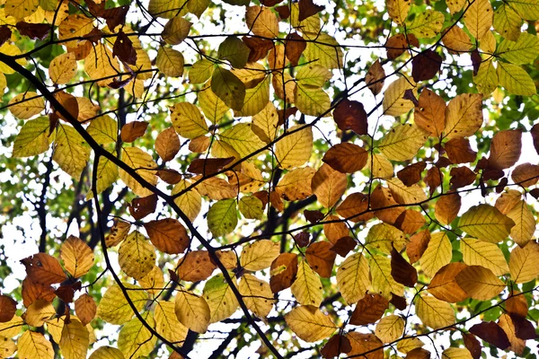 Bella struttura di foglie — Foto Stock