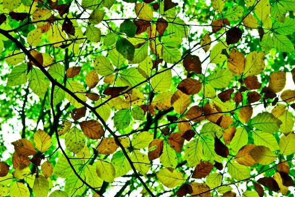 Belle structure de feuilles — Photo
