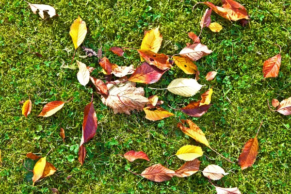 Mooie bladeren op de boom — Stockfoto