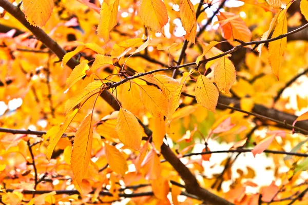 Hermosas hojas en el árbol —  Fotos de Stock