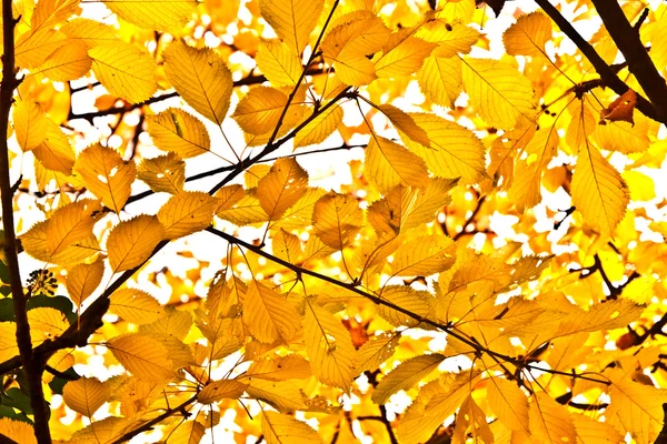 Schöne Blätter am Baum — Stockfoto