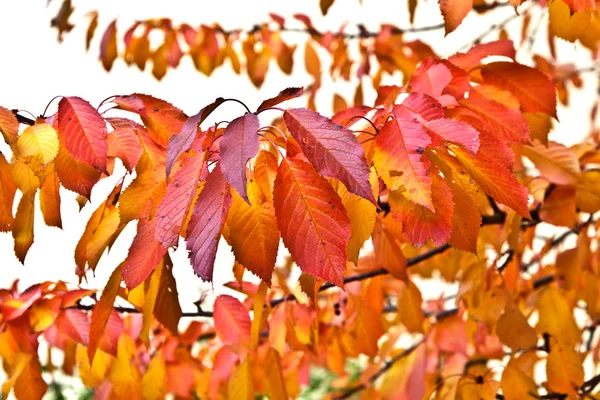 Όμορφα φύλλα πάνω στο δέντρο — Stockfoto