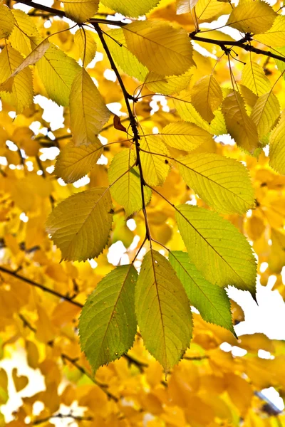 Folhas bonitas na árvore — Fotografia de Stock