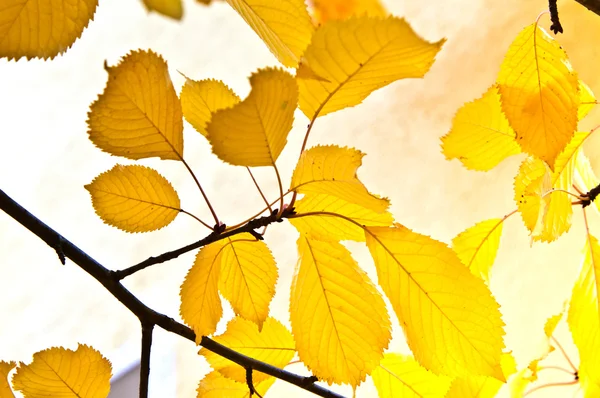 Folhas bonitas na árvore — Fotografia de Stock
