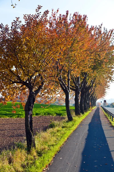 Велосипедная и пешеходная дорожка под деревьями — стоковое фото
