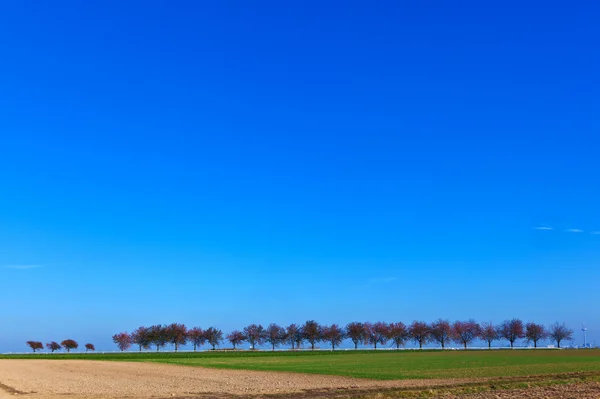 Hektar und Baum im Nachmittagslicht — Stockfoto