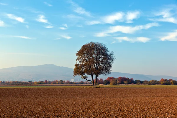 Baum in schöner Landschaft — Stockfoto
