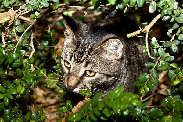 Söt tiger katt har kul i trädgården i höstfärger — Stockfoto