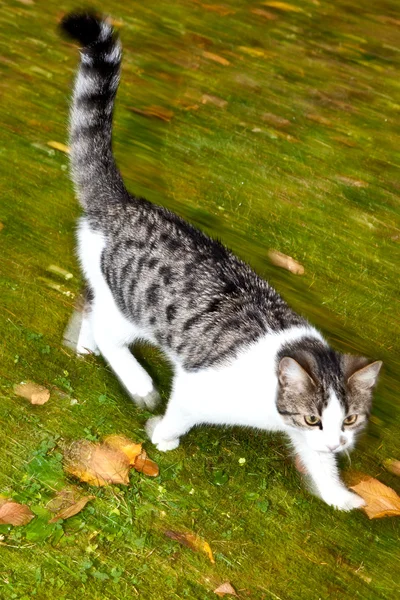 Süße Tigerkatze hat Spaß im Garten in Herbstfarben — Stockfoto