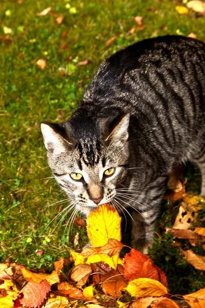Симпатичный тигровый кот весело проводит время в саду в осенних цветах — стоковое фото