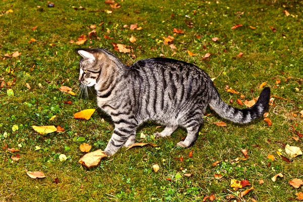 Gato tigre bonito se diverte no jardim nas cores do outono — Fotografia de Stock