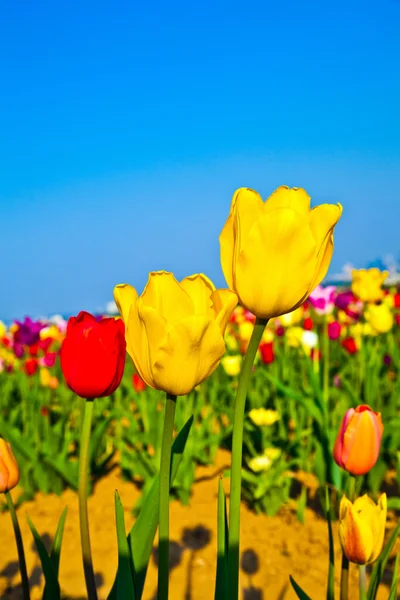 Kenttä kukkivat värikäs tulppaanit — kuvapankkivalokuva