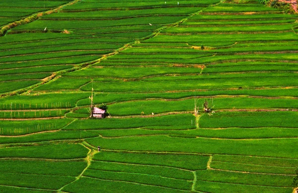 Reisfelder in Terrassen strukturiert — Stockfoto