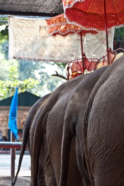 elefants turistik ajutthaja içinde gezintisi