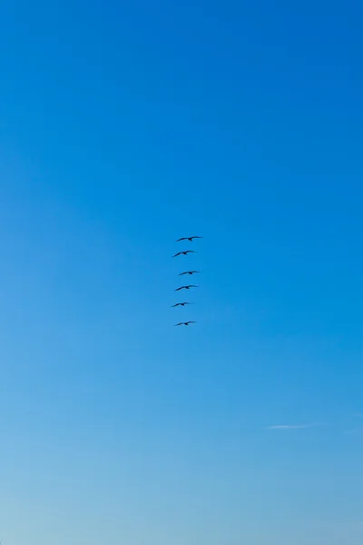 Bandada de pelícanos en el aire — Foto de Stock