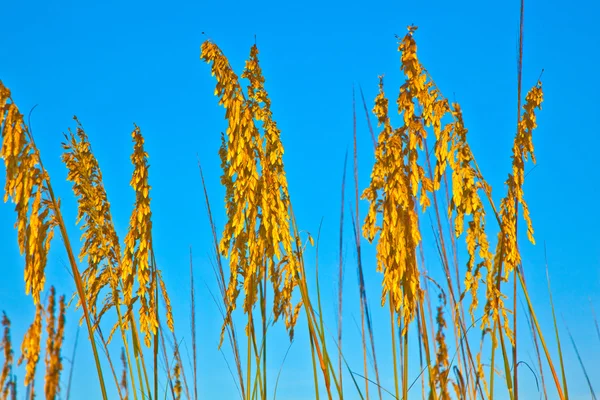 Трава на пляже на дюне с голубым небом — стоковое фото