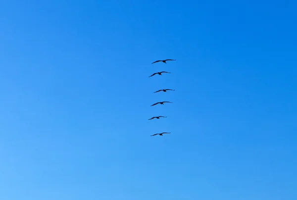 空気中のペリカンの群れ — ストック写真