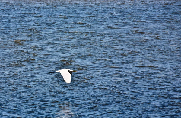 Pelikan fliegt über den Ozean — Stockfoto