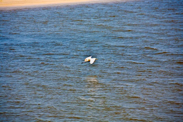 Pelikan fliegt über den Ozean — Stockfoto