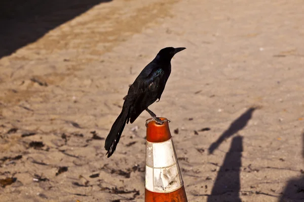 Tweeting fågel på en pylon på stranden — Stockfoto