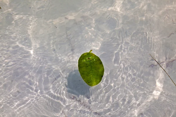 Листья в воде в красивой композиции с морем — стоковое фото