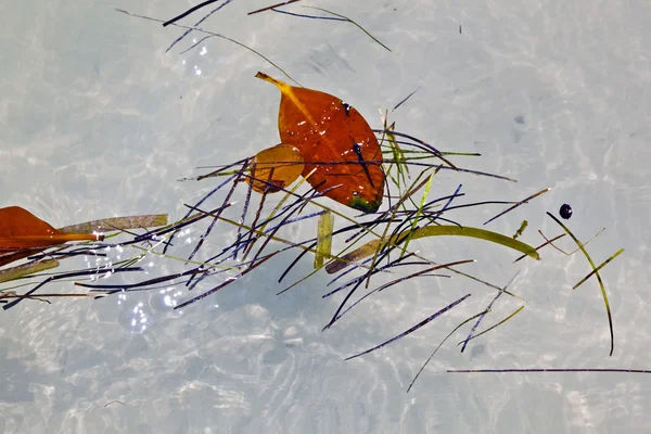 Bladeren in het water in mooie compositie met de zee — Stockfoto