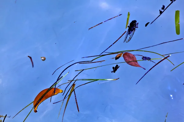 Folhas em água em composição bonita com o mar — Fotografia de Stock