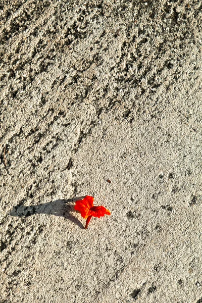 Czerwony kwiat na ulicy — Zdjęcie stockowe