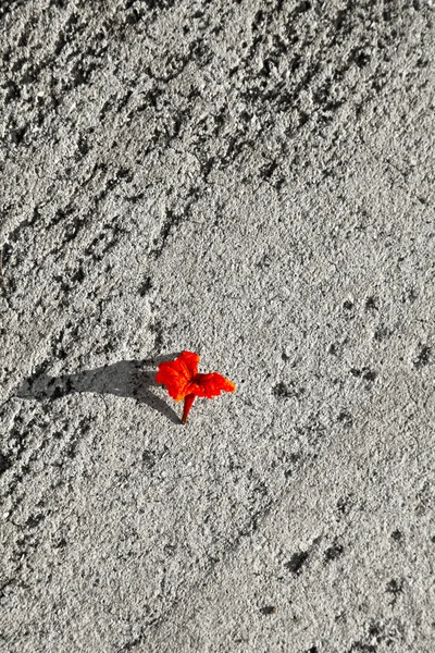 Kırmızı çiçeği sokak — Stok fotoğraf