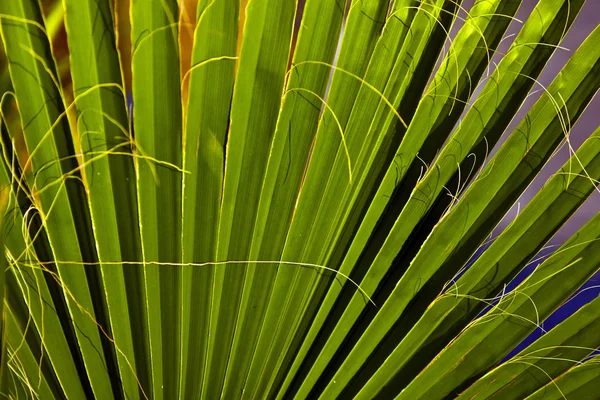 Prachtige palm blad textuur in zonsondergang — Stockfoto