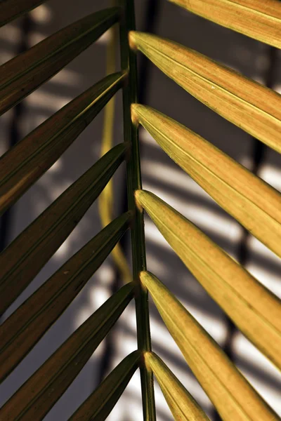 Belle texture de feuille de palmier au coucher du soleil — Photo
