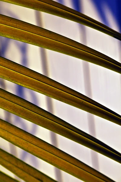 Bela textura de folha de palma no pôr do sol — Fotografia de Stock