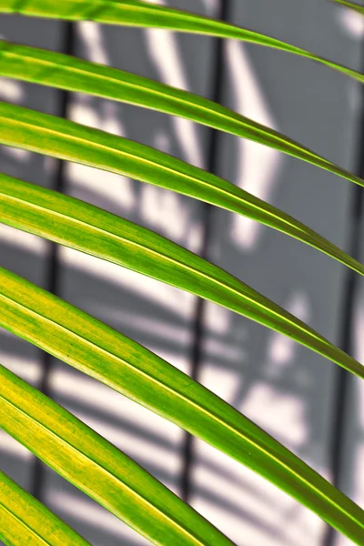 Prachtige palm blad textuur in zonsondergang — Stockfoto