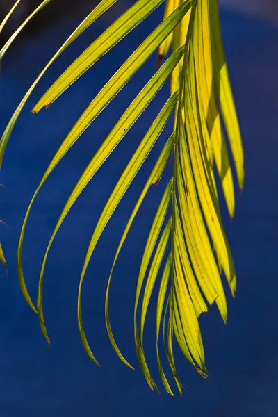 Bella texture foglia di palma al tramonto — Foto Stock