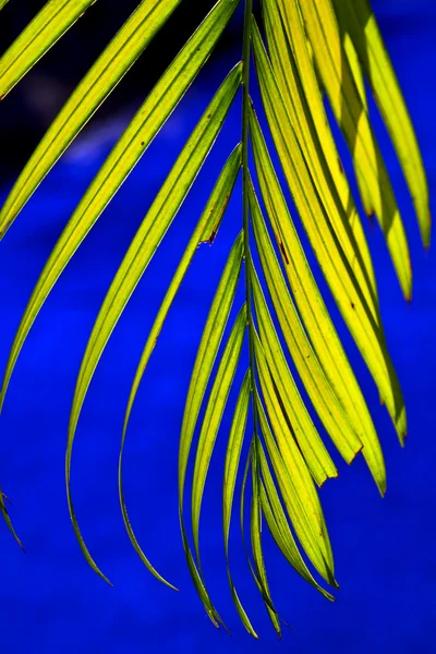 Bella texture foglia di palma al tramonto — Foto Stock