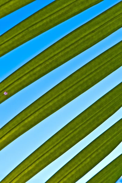 Bela textura de folha de palma no pôr do sol — Fotografia de Stock