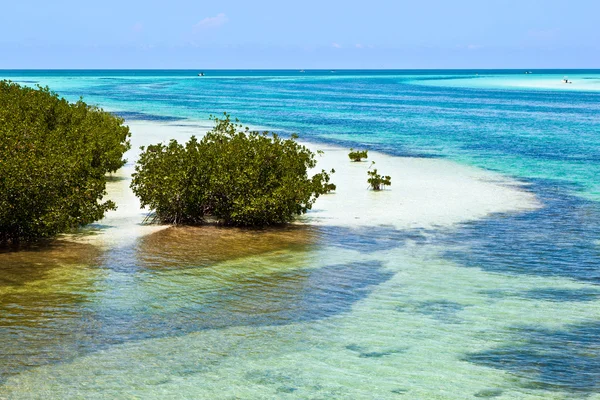 De belles plages pittoresques et de l'eau claire dans les Keys avec palmes — Photo