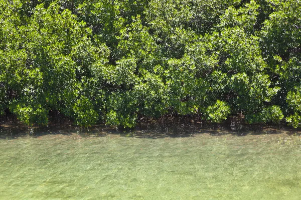 Schöne Mangroven in den Tasten — Stockfoto