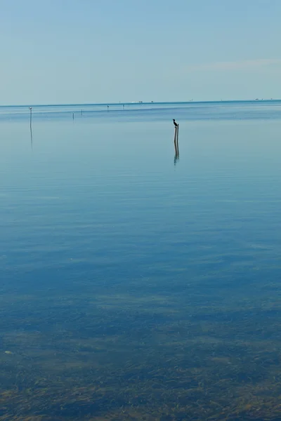 Vogel sitzt auf einem Holzstamm im Ozean und wartet auf Fische — Stockfoto