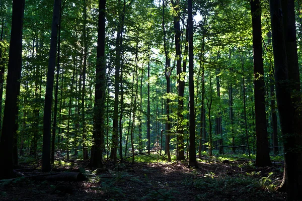 stock image Beautiful trees in forest