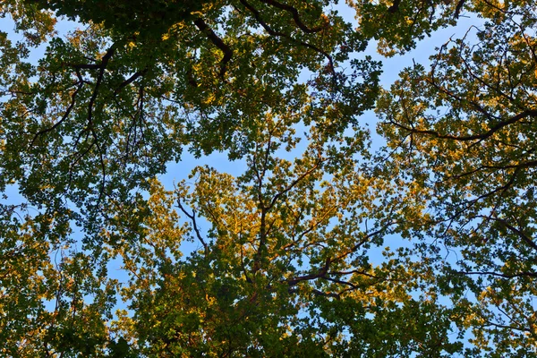 Színes levelek és a blue sky fa koronája — Stock Fotó