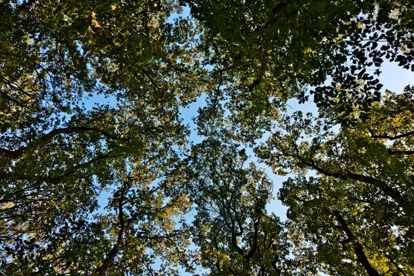 冠的树与多彩的树叶和湛蓝的天空 — 图库照片