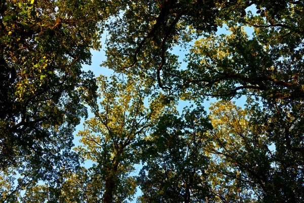 Στέμμα του δέντρου με πολύχρωμα φύλλα και το γαλάζιο του ουρανού — Φωτογραφία Αρχείου