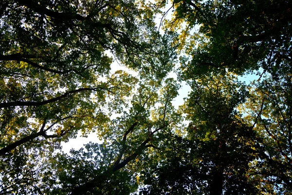 Couronne d'arbre aux feuilles colorées et au ciel bleu — Photo
