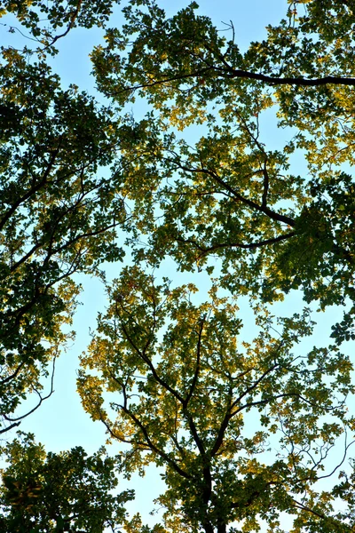 Корона дерева з різнокольоровими листям і блакитним небом — стокове фото