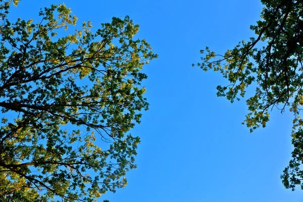 Baumkrone mit bunten Blättern und blauem Himmel — Stockfoto