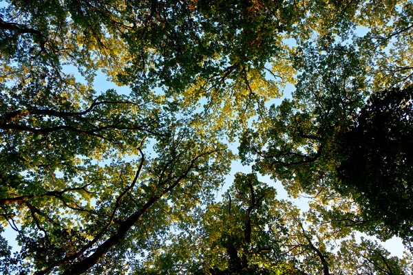 Kronan på trädet med färgglada löv och blå himmel — Stockfoto